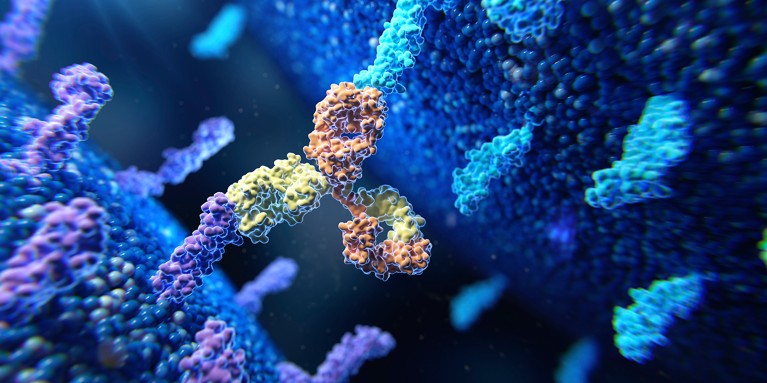 Close-up view of a bispecific antibody bound to an immune cell and a cancer cell