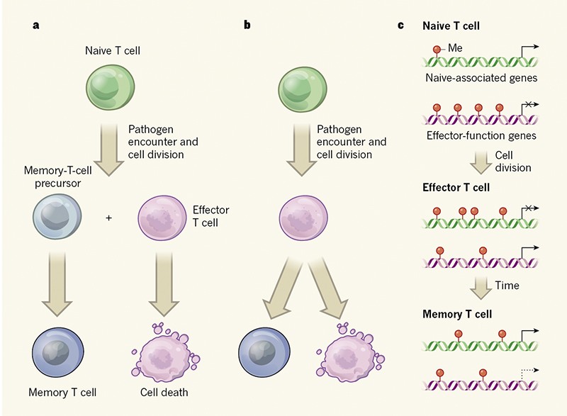 The origins of memory T cells