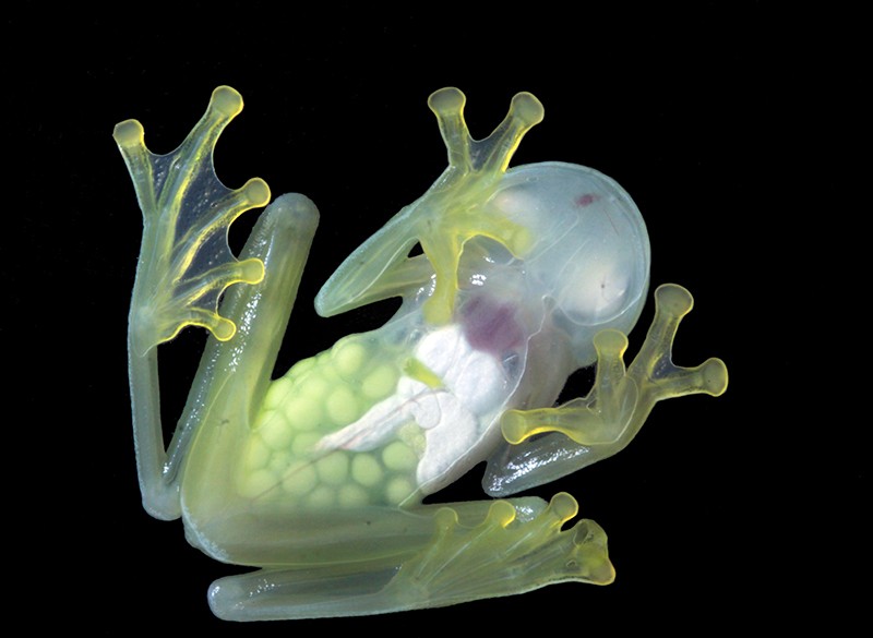 Eggs inside a pregnant "glass" frog