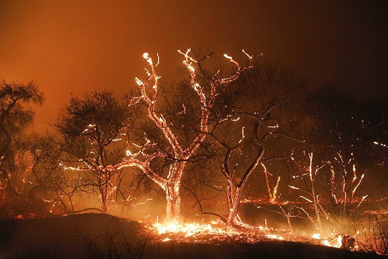 Trees and brush on fire