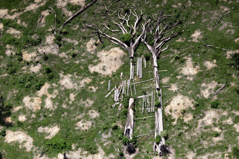 Dead trees in the Amazon