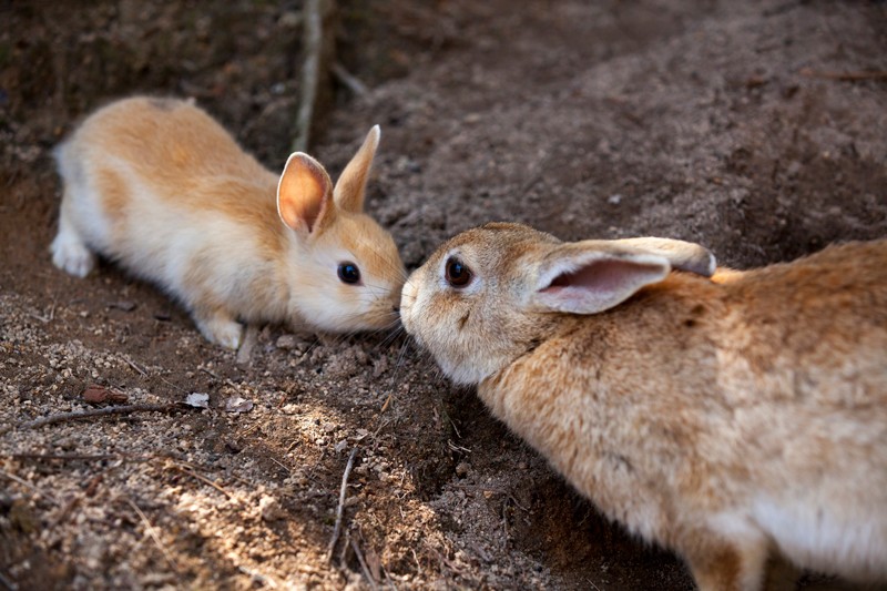 @ Nature/Yukihiro Fukuda/NPL