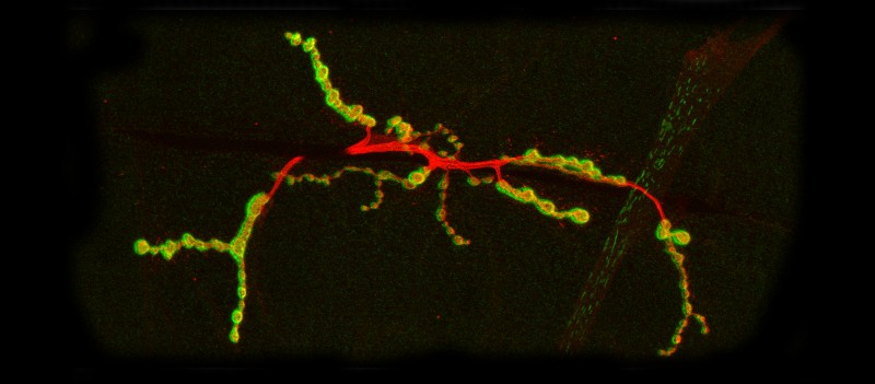 Merged confocal z stacks of NMJ arbors