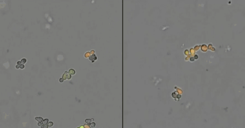 Live cell imaging time lapse of brewer's yeast (Saccharomyces cerevisiae) cells in a compatible (left) and incompatible (right) mating.Credit: Maselko et al., Nature Communications 8:883 (2017).