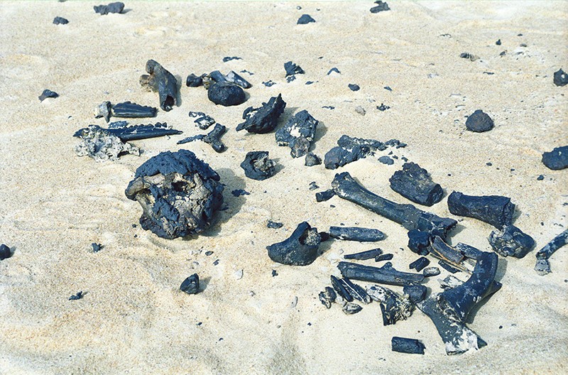 Fossilised remains on the ground in the Chadian Sahara, 2001.