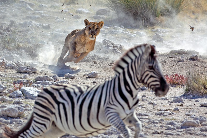 Lion chasing a zebra