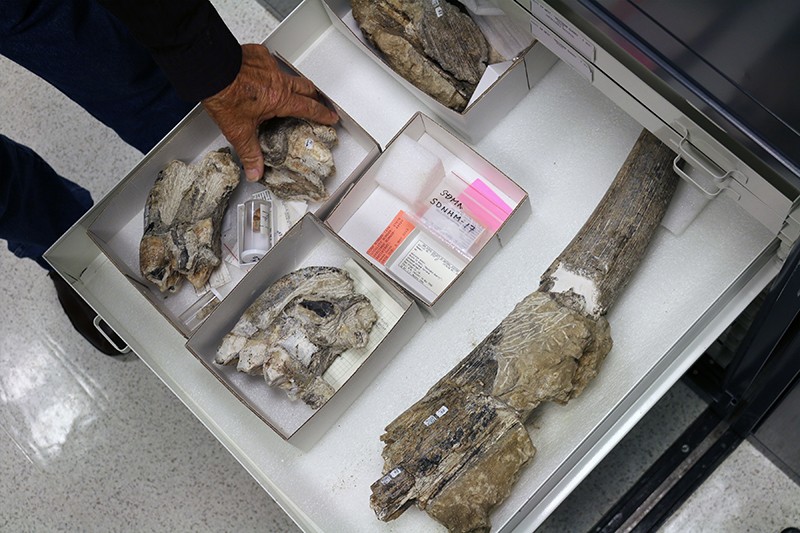Drawer full of Cerutti Mastadon site fossils at SDNHM