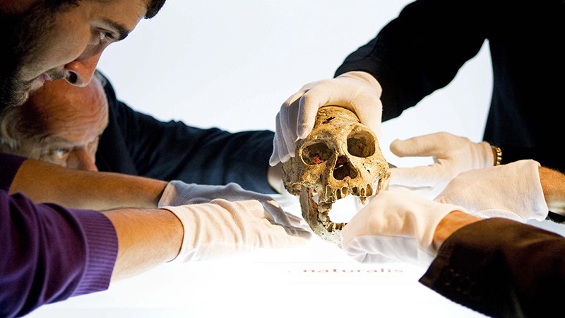 Skull D2700 discovered in 2001 at Dmanisi in Georgia is held by museum staff as they prepare it for an exhibition in Netherlands