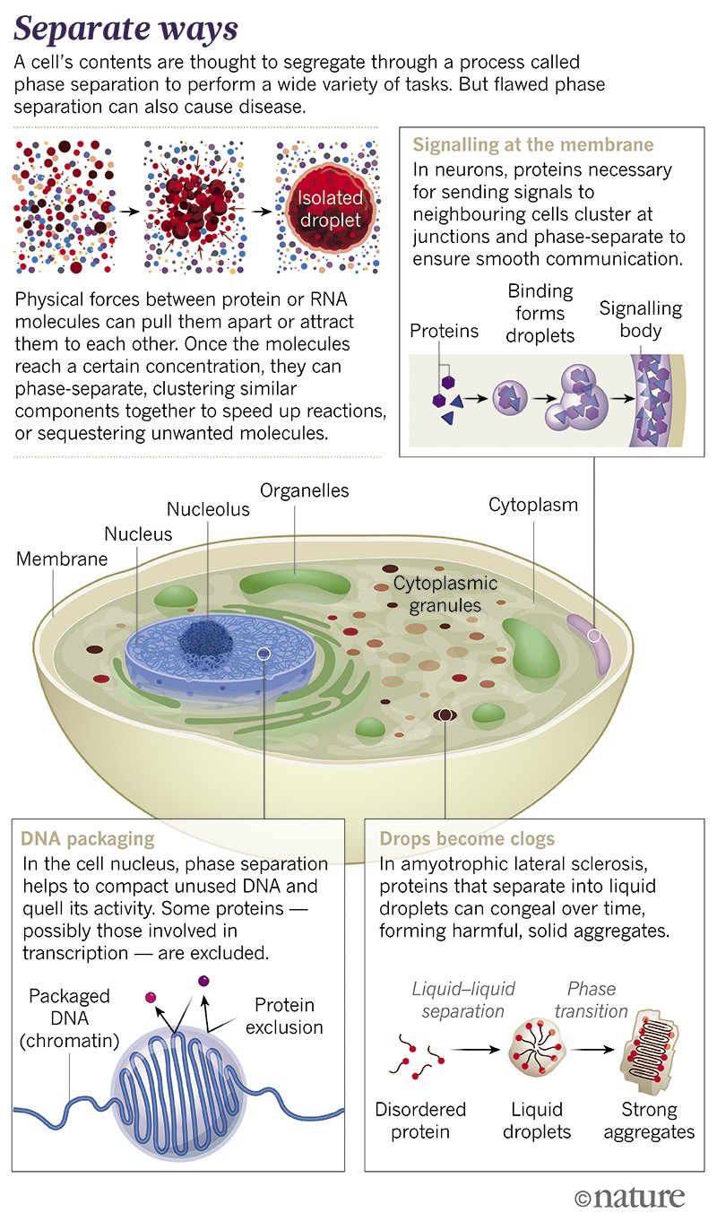 primers-and-reading-material-phaseseparation