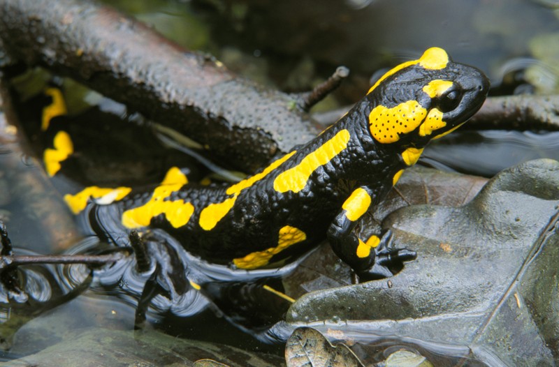 Fire salamander