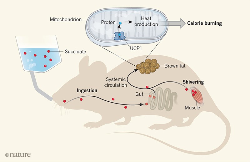 An unexpected trigger for calorie burning in brown fat