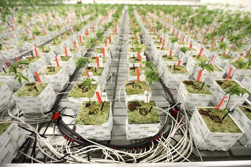 Предприятия выращивающие коноплю тест на наличие марихуаны