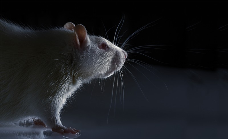 A laboratory rat stands on a flat reflective surface