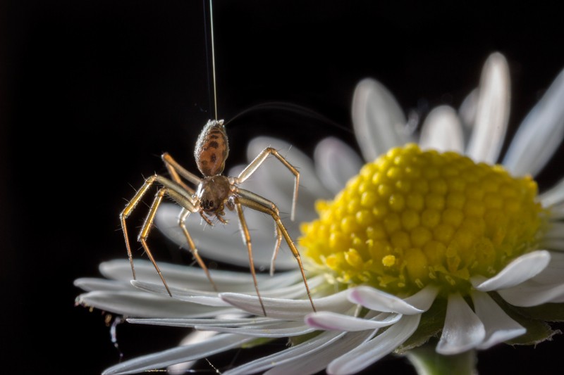 A ballooning spider