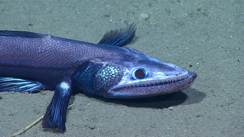 A lizardfish looks at the camera from a sandy ground. It is flat with a large mouth, coloured blue with green and purple hues.