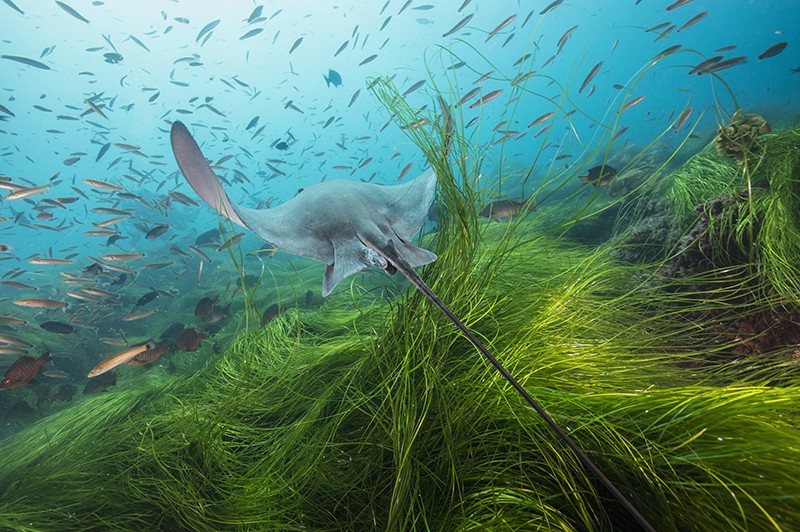A ray swims towards a shoal of fish through bright green surfgrass and golden kelp at Cortes Bank.