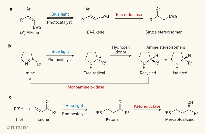 Enzymes team up with light-activated catalysts