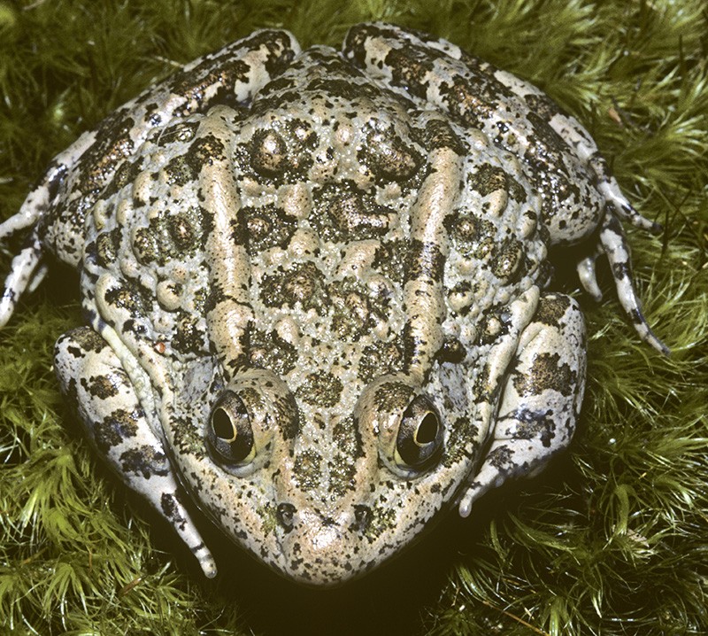 Dusky gopher frog