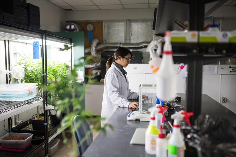 Cannabis research lab