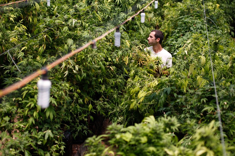 A worker harvests cannabis plants at a plantation in Israel