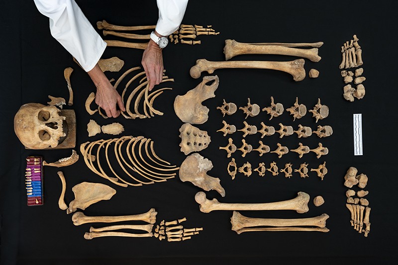 Anatomic segments of skeleton at the Laboratory of Bioarchaeology