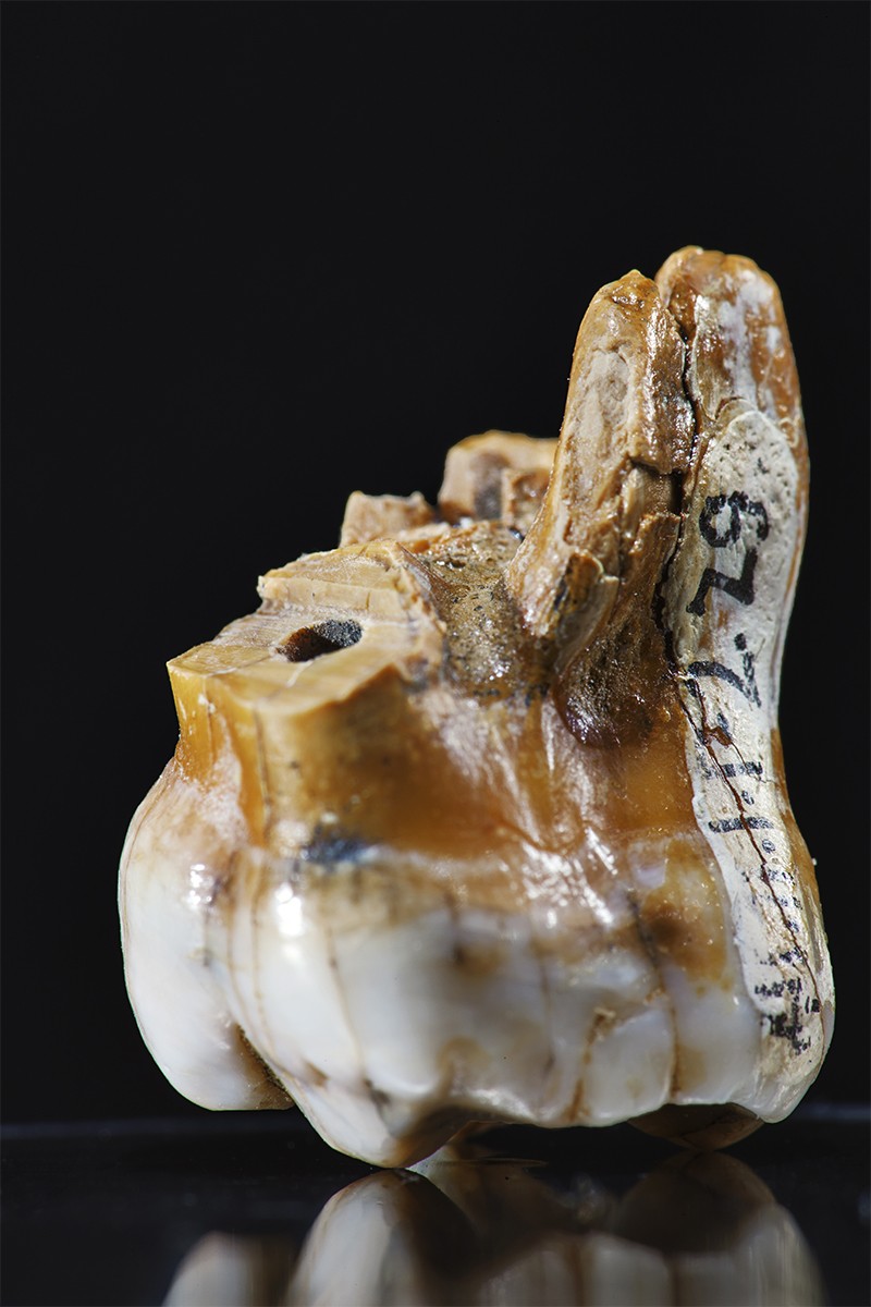 Molar tooth of 'Denisova 4' on a plain background, found at the archeological site of Denisova Cave