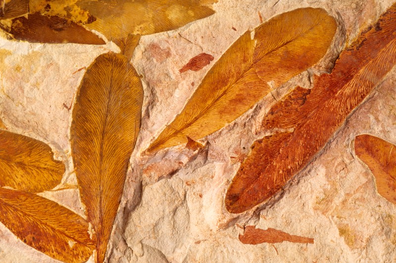 A specimen of fossilised Glossopteris leaves from the Permian Period