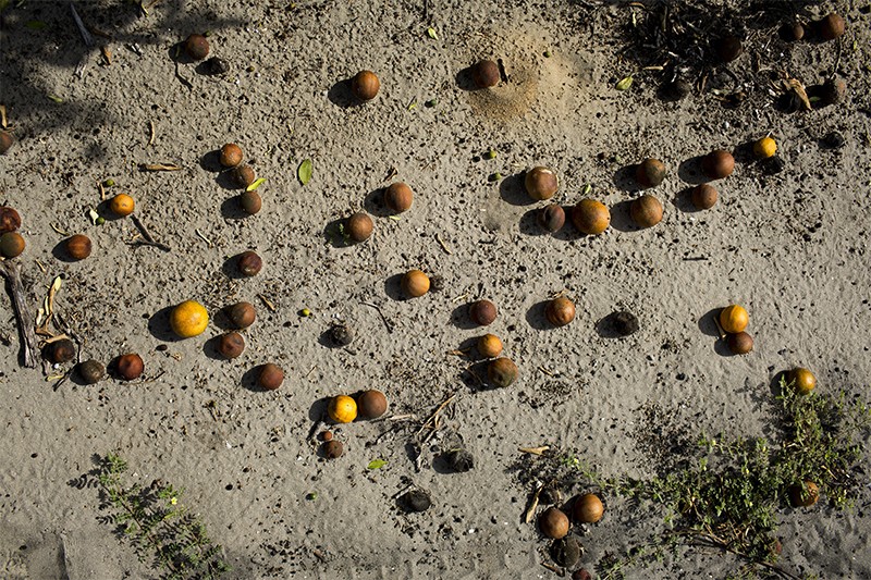 Underdeveloped oranges on the ground due to citrus greening at Smoak Groves, Lake Placid, Florida