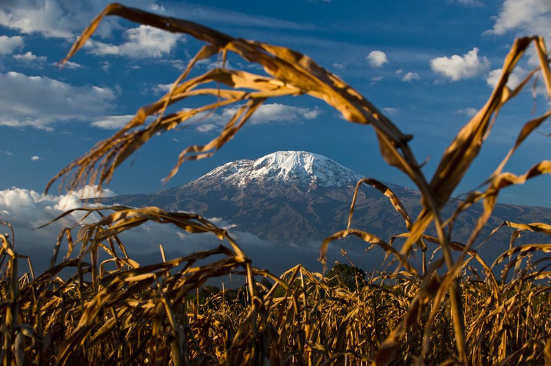 Field of African maize below Mount Kilimanjaro