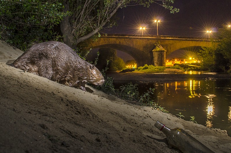 A European beaver stands on the sandy bank of river flowing through an urban area at night