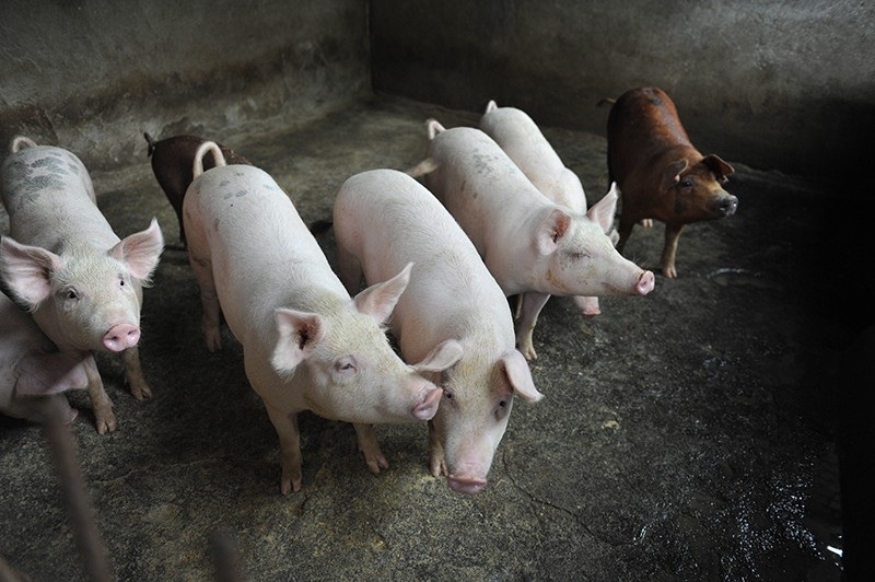 What Nutrition's do Pigs Need - Farming for Success 