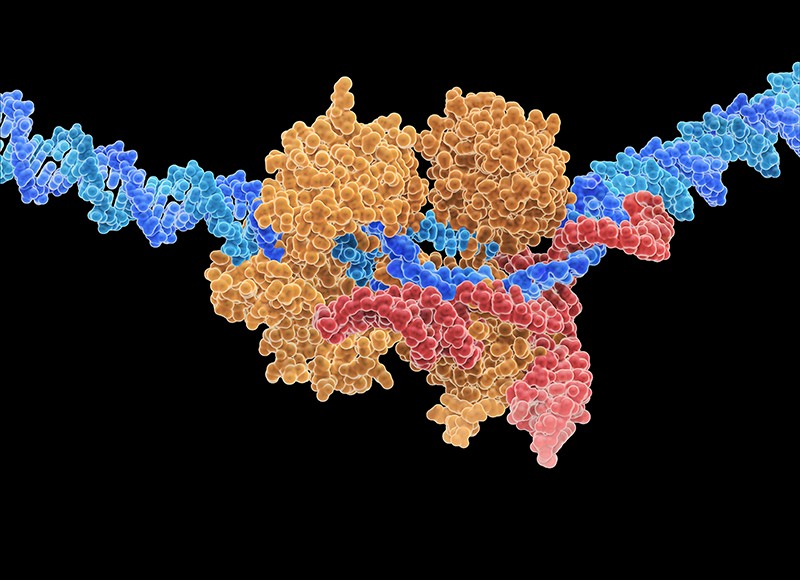 CRISPR–Cas9 tool