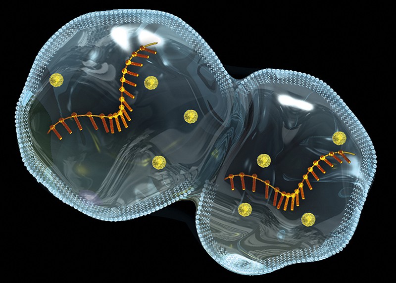 A protocell (artificial cell) dividing to produce two daughter cells.