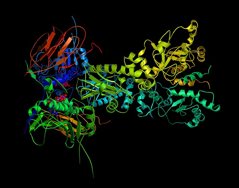 Prokaryotes and eukaryotes respond to heat shock and other forms of environmental stress