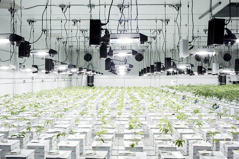 Rows of plants growing under specialized lighting at Harmony Dispensary in Secaucus, New Jersey.