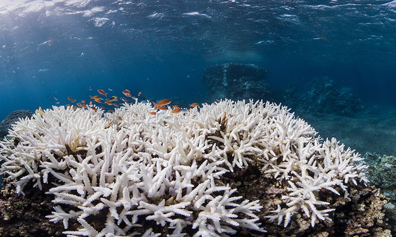 Coral bleaching in Okinawa, Japan