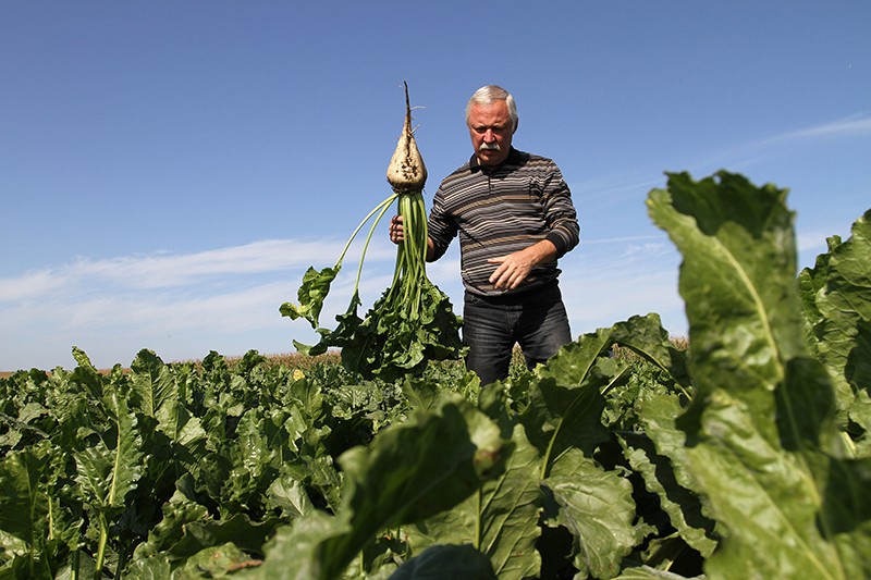 A farmer selects sugar beet plants for inspection before harvesting at Seym village in Kursk region, Russia.