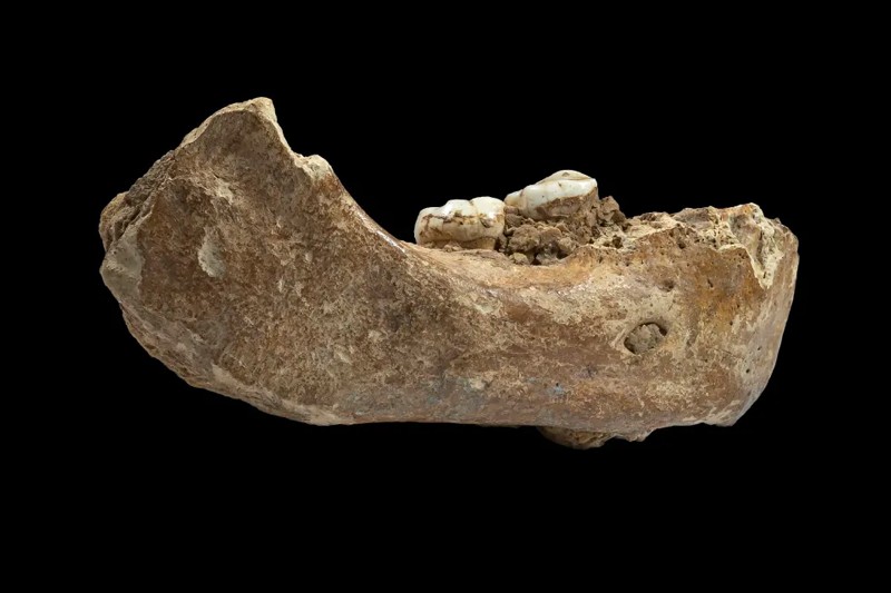 A Denisovan mandible, identified by ancient protein analysis