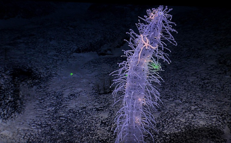 A sponge on the Magellan Seamounts in the west Pacific Ocean