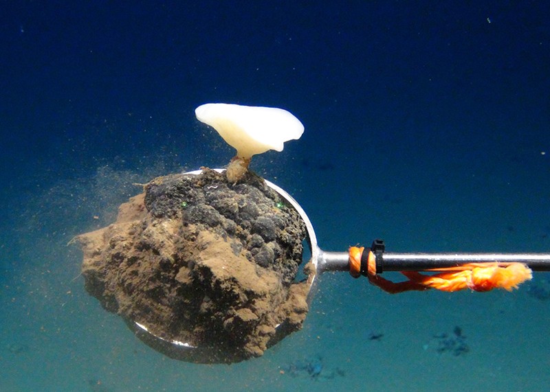 ROV KIEL 6000 holding a Manganese nodule from the sea floor
