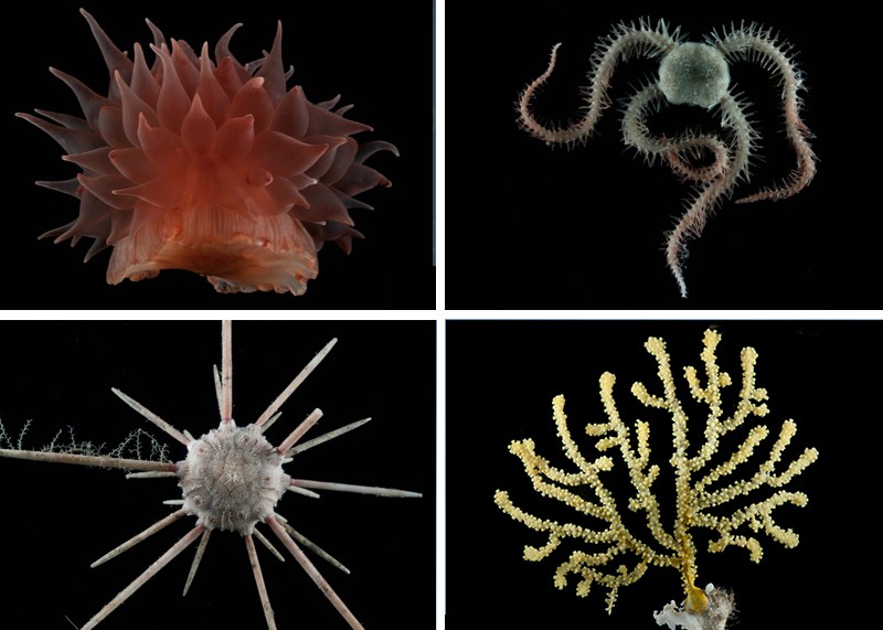 Four types of deep sea fauna