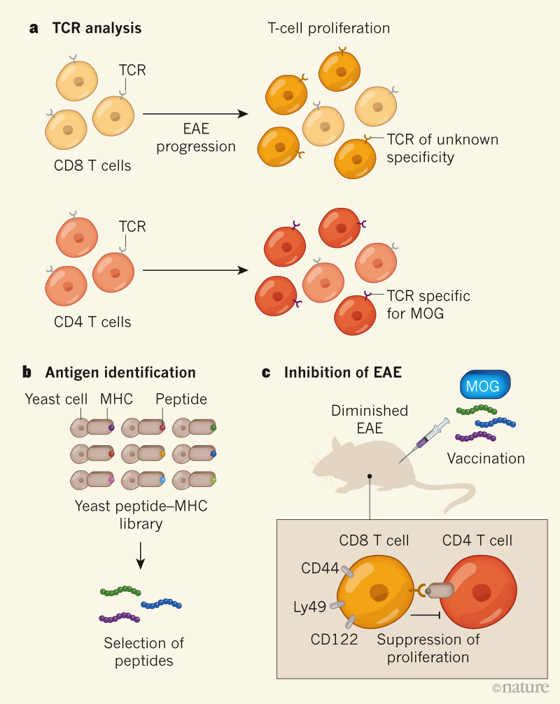 多発性硬化症に見られるsurrogate Peptideを認識するcd8 T細胞は炎症抑制に関与する 脳弓領域への脳深部刺激療法が過去記憶をflashbackする