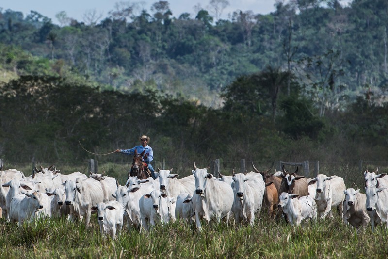 A cowboy drives cattle at a farm in the Brazilian rainforest