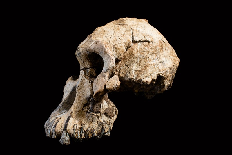 Australopithecus anamensis cranium specimen