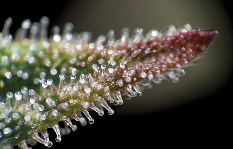 Trichomes on a cannabis plant