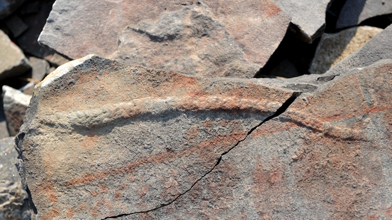 Fóssil de corpo de Yilingia spiciformis