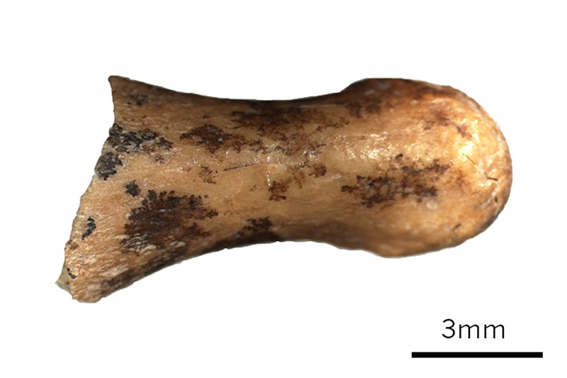 Fragmento ósseo da falange distal de Denisovan