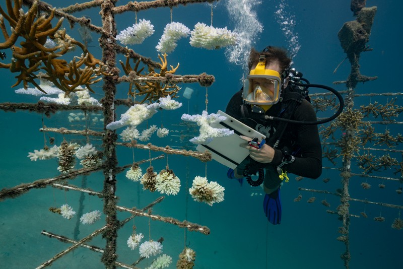 A diver takes notes at a coral nursery on the Society Islands in French Polynesia