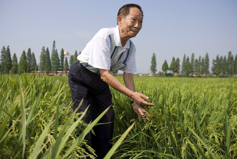 El científico Yuan Longping se encuentra en un campo de arroz súper híbrido