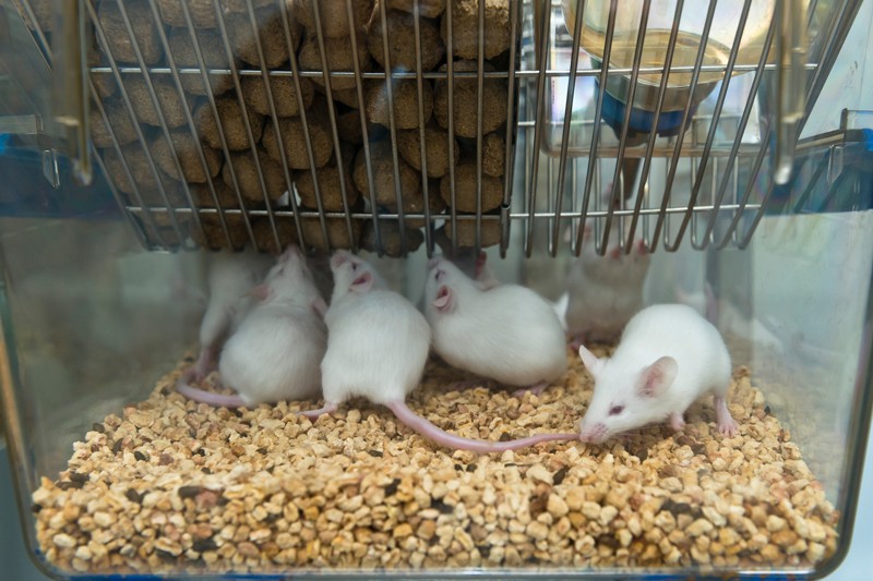 India Pushes For Alternatives To Animals In Biomedical Research - 